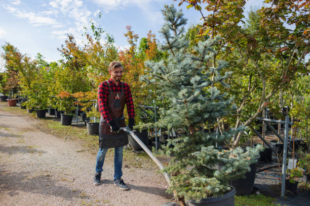 Vincent, CA Tree Care  Company